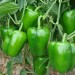 Capsicum Green - Image 2